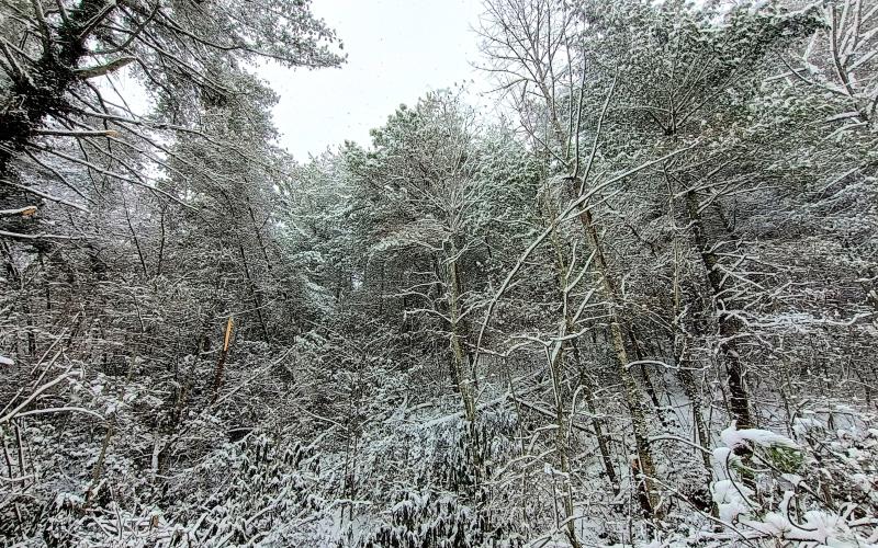 Megan Horn/The Clayton Tribune. Rabun County looked like a snow globe last weekend as the county received significant snowfall during Winter Storm Gianna. Pictured is snow on National Forest Service Land in Clayton.