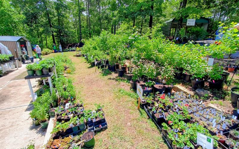 Megan Horn/The Clayton Tribune. The Headwaters Master Gardeners Spring Plant sale was a success this year. It was held May 6-May 9 at the Victory Home Greenhouse, 157 Victory Home Lane in Tallulah Falls. Funds from the plant sale will go toward community gardening projects in Rabun, White and Habersham counties; to high school scholarships; and to Victory Home to support their residential treatment program for substance addiction.