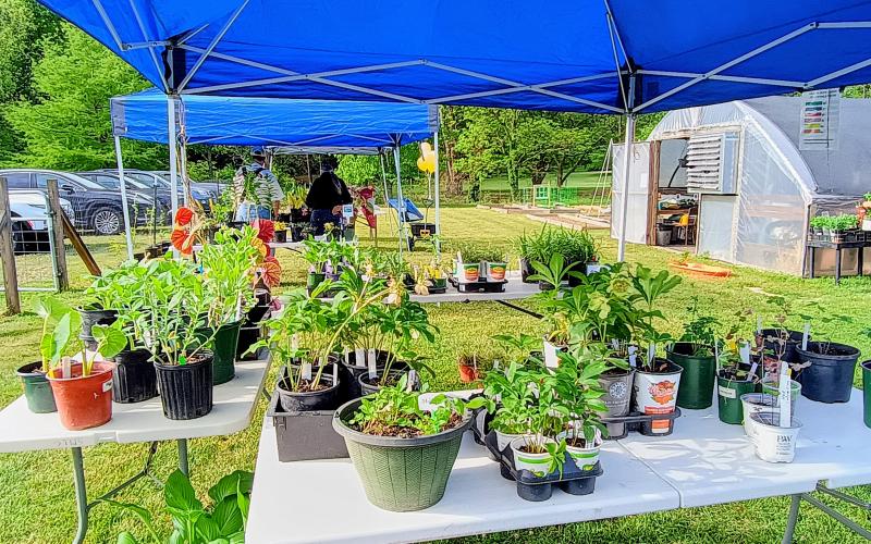 Megan Horn/The Clayton Tribune. Proceeds from the Old School Garden (OSG) Spring Plant Sale go back into supporting the community. Also, 35 percent of the produce the OSG grows is donated to the Food Bank of Northeast Georgia.