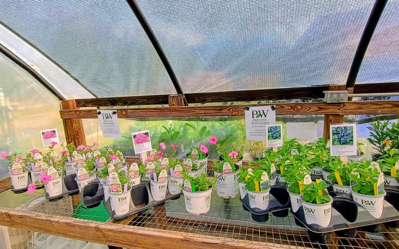 Megan Horn/The Clayton Tribune. Visitors had lots of choices at the plant sale.