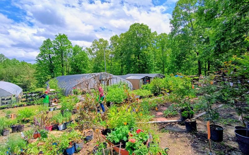 Megan Horn/The Clayton Tribune. The Headwaters Master Gardeners Spring Plant sale was a success this year. It was held May 6-May 9 at the Victory Home Greenhouse, 157 Victory Home Lane in Tallulah Falls. Funds from the plant sale will go toward community gardening projects in Rabun, White and Habersham counties; to high school scholarships; and to Victory Home to support their residential treatment program for substance addiction.