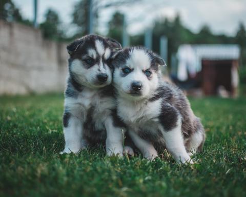 Dillard set to begin enforcing new animal control ordinance