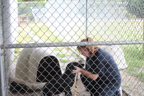 Megan Broome/The Clayton Tribune. Paws 4 Life Humane Shelter volunteer Kylie Wells cares for Bernie, a stray animal housed at Paws, on Tuesday. 