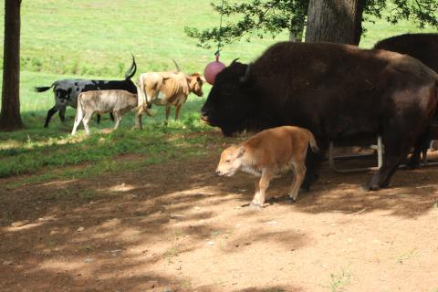 Megan Broome/The Clayton Tribune. Mary Serra and Mike English of the Persimmon community welcomed a newborn calf, named “Chase Elliott,” to their farm when five missing bison were located and herded back to the pasture after they wandered off for 12 days. The bison were found at Badger Rd., about two miles from their home on Dandelion Lane. 