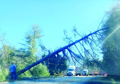 Photo courtesy of Susan Kulow. A fallen tree on Highway 76 East in the Kingwood and Seedtick Rd. area Monday. Portions of Highway 76 East were shut down for several hours Monday while crews worked to clean up the roadway and restore power to the area. 