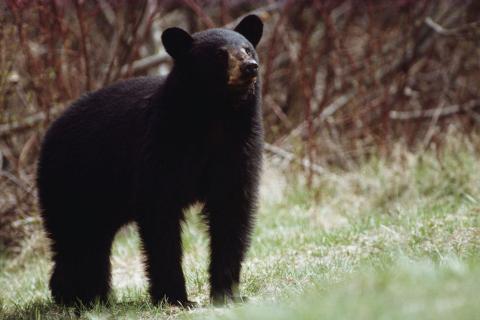Submitted photo. Knowing more about black bears, especially in Rabun County, is beneficial. The BearWise education program that was developed by state bear biologists is available online at www.bearwise.org.