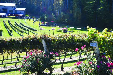 Enoch Autry/The Clayton Tribune.  The vineyards offered a scenic view to those who attended the annual event.