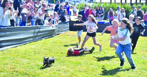 Megan Broome/The Clayton Tribune. The greased pig chases brought fun for kids of many ages and the 8-10-year-old group had the opportunity to catch the pig at the Foxfire Mountaineer Festival Oct. 8. Camden Nichols, 8, fell down only to get back up and win the chase by catching the little swine first. 