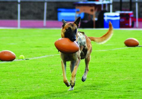 Enoch Autry/The Clayton Tribune. Back in August 2022 prior to the start of the home Rabun County High School football game, handler Deputy Eric McKinney threw K9 Bo’s yellow tennis ball onto the field. The beloved canine ran to swoop up his ball but instead opted for one of the nearby pregame practice balls. Here Bo is seen trotting off with his prized find. 