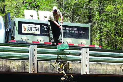Submitted photo. A Georgia Department of Natural Resources worker from the top of a bridge in Rabun County. From Monday, April 3 to Thursday, April 6, the DNR stocked 60 water bodies, primarily in the Northeast Georgia region.