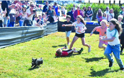 File photo/Megan Horn/The Clayton Tribune. Greased pig chases are among the fun activities for children at this weekend's Foxfire Mountaineer Festival.