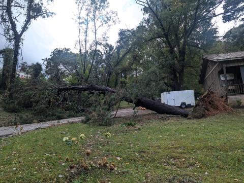 Debbie Martin/The Clayton Tribune. Hurricane Helene caused many downed trees resulting in power and communication outages county-wide in Rabun. This uprooted tree fell on Church Street in Clayton during the storm. 