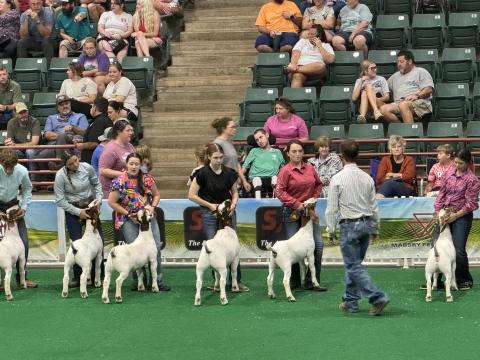 Submitted. Students from Rabun County participate in Goat and Beef Cattle shows at the Georgia National Fair. Below: Rabun County FFA member Taylor Bush brought home First in Market Class and First in Georgia Born and Bred Class at the Georgia National Fair Livestock Shows Oct. 3-6. 