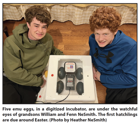 Photo courtesy Heather NeSmith. Five emu eggs, in a digitized incubator, are under the watchful eyes of grandsons William and Fenn NeSmith. The first hatchlings are due around Easter.