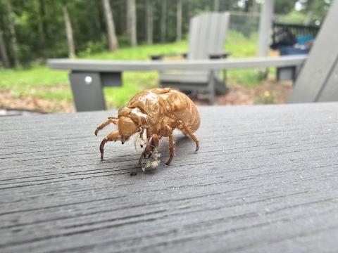 Enoch Autry/The Clayton Tribune. A shell of a cicada is left on an outdoor chair near Lake Burton in Tiger.