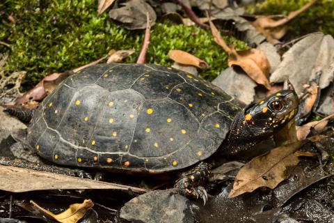 Submitted. The Orianne Society out of Tiger, Ga. has been tracking and researching Spotted Turtles extensively across the Southeast since 2014. It recently uncovered a previously unknown population of the elusive and imperiled Spotted Turtle (Clemmys guttata) in southern Georgia. 