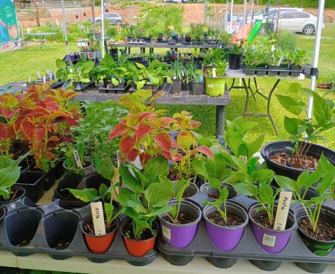 Megan Horn/The Clayton Tribune. There were a variety of plants to choose from at The Old School Garden Spring Plant Sale May 2 and 3. The event last weekend brought crowds of people. 