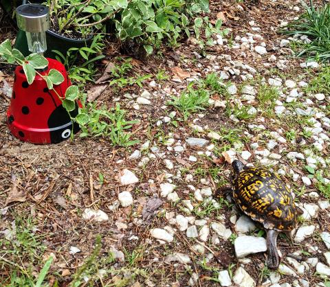 Photo courtesy Conner Horn. This tortoise, named Terry, appeared at The Horn Family home in Clayton during last weekend’s significant rainfall event.