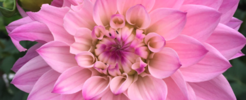 Photo from Sky Valley Garden Club website.