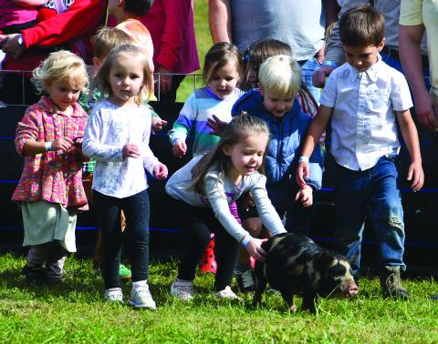 Enoch Autry/The Clayton Tribune.  Youth ages 1 to 4 years old was the first group that had an opportunity to catch a little greased pig at the Oct. 3 Foxfire Mountaineer Festival event at the Rabun County Civic Center pavilions. Many in the tykes would try, but it would be Liam Griffin (blue jacket) who would be the winner.