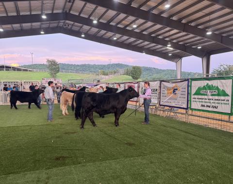 Photo courtesy of Rabun County FFA.  Rabun County FFA member Brylie Justice placed fourth in market while exhibiting her Angus steer named Hershey.