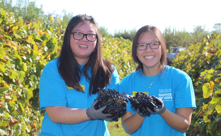 Megan Broome/The Clayton Tribune. Stephanie Chan, left, and Sharon Chan pick grape clusters in Tiger last Saturday to donate to the Food Bank of Northeast Georgia as part of the Society of St. Andrew Harvest of Hope retreat. A group of 25 people stayed at the Pinnacle Retreat Center in Clayton for a faith-based, immersive experience into hunger.