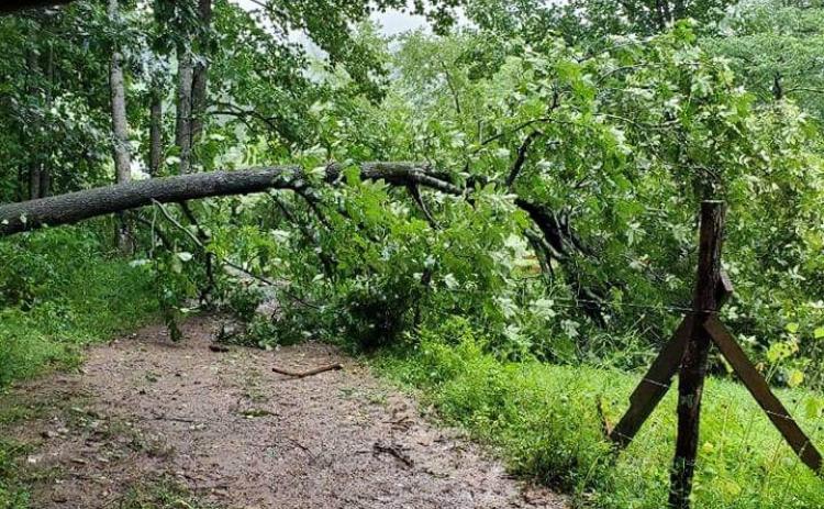 Photo courtesy of Melissa White. A fallen tree on Cecil Cannon Rd. in Rabun Gap Tuesday was part of the aftermath caused by Tropical Storm Fred. The storm brought strong winds, flash flooding and some downed trees throughout Rabun County.