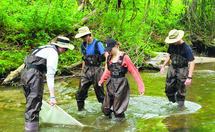 Megan Broome/The Clayton Tribune. Current students and graduates of Western Carolina University use a net to catch insects in Bettys Creek and conduct insect monitoring to determine the health of the stream based on the the health of the insects. Dr. Bill McLarney, aquatic conservation biologist with Mainspring Conservation Trust, also led the group of students through a fish biomonitoring session as part of the Trust’s Stream Biomonitoring Program.