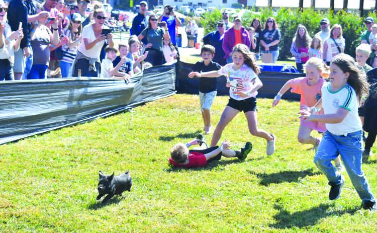 Megan Broome/The Clayton Tribune. The greased pig chases brought fun for kids of many ages and the 8-10-year-old group had the opportunity to catch the pig at the Foxfire Mountaineer Festival Oct. 8. Camden Nichols, 8, fell down only to get back up and win the chase by catching the little swine first.