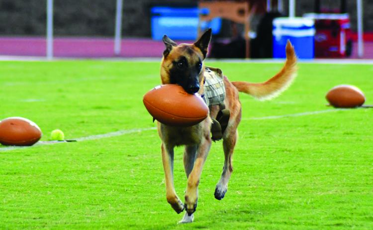 Enoch Autry/The Clayton Tribune. Back in August 2022 prior to the start of the home Rabun County High School football game, handler Deputy Eric McKinney threw K9 Bo’s yellow tennis ball onto the field. The beloved canine ran to swoop up his ball but instead opted for one of the nearby pregame practice balls. Here Bo is seen trotting off with his prized find.