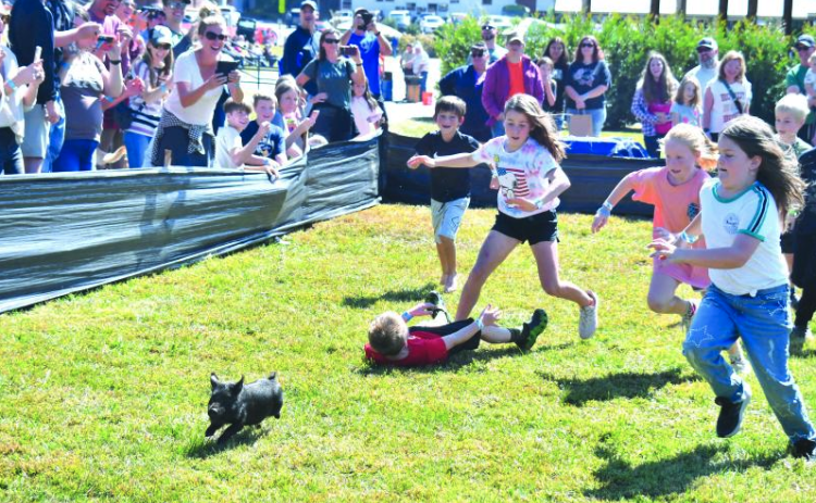 File photo/Megan Horn/The Clayton Tribune. Greased pig chases are among the fun activities for children at this weekend's Foxfire Mountaineer Festival.