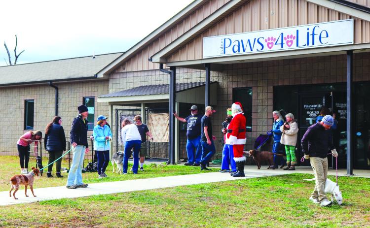 Photo courtesy of Lisa Broz. Over 100 people in the community volunteered to walk dogs and spend time with kittens during the “Walking Paws” event at Rabun Paws 4 Life Dec. 23. There were also four adoptions during the event.