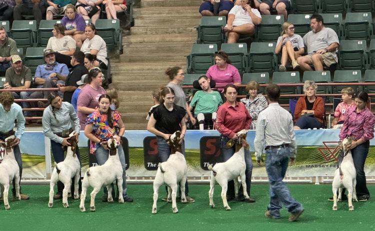 Submitted. Students from Rabun County participate in Goat and Beef Cattle shows at the Georgia National Fair. Below: Rabun County FFA member Taylor Bush brought home First in Market Class and First in Georgia Born and Bred Class at the Georgia National Fair Livestock Shows Oct. 3-6.