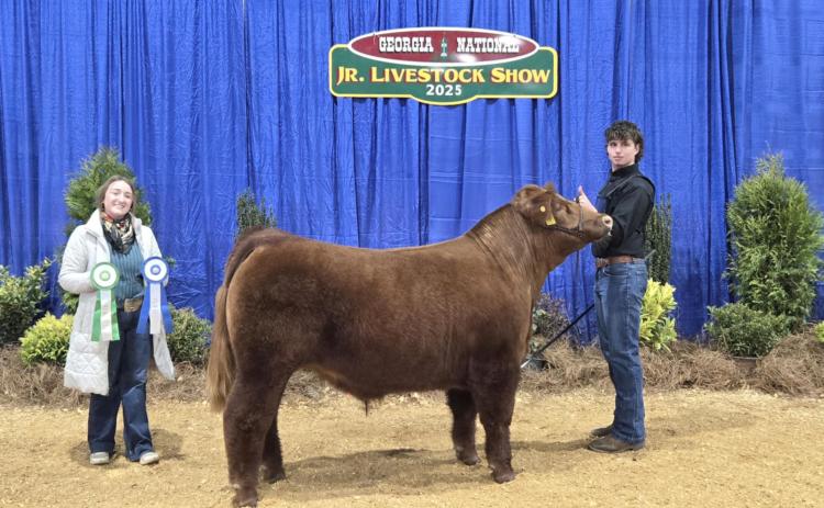 Photos courtesy Rabun County FFA. Rabun County FFA students attended the 2025 State Livestock Show. Many students earned wins.