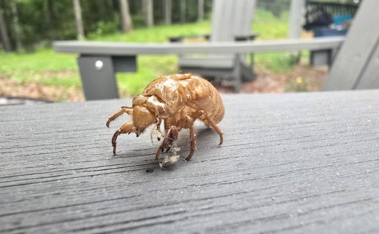 Enoch Autry/The Clayton Tribune. A shell of a cicada is left on an outdoor chair near Lake Burton in Tiger.