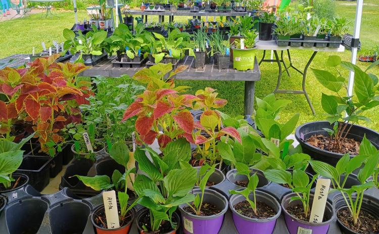 Megan Horn/The Clayton Tribune. There were a variety of plants to choose from at The Old School Garden Spring Plant Sale May 2 and 3. The event last weekend brought crowds of people.