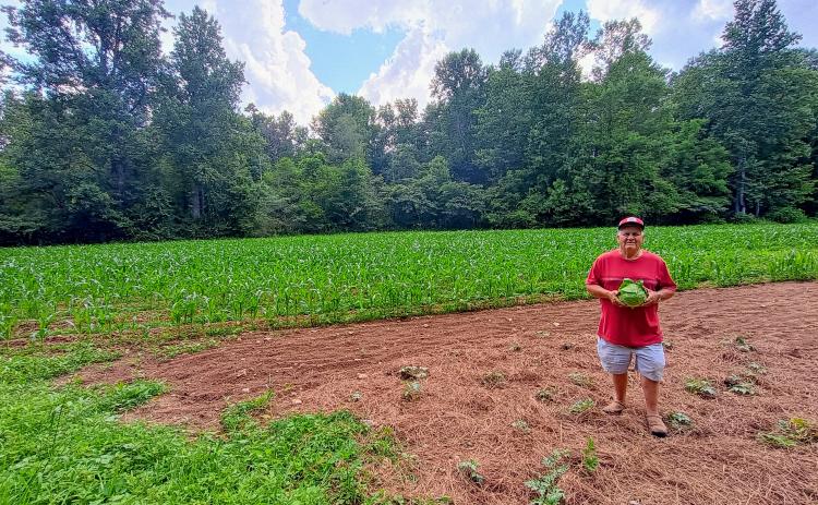 Megan Horn/The Clayton Tribune. Rabun County native Joey Davenport displays this sizeable cabbage he grew in his garden on the east side of Clayton. Gardening for over 70 years, this year’s plantings include cabbage, watermelons, okra, beans, yellow squash, potatoes, sweet potatoes and tomatoes. In the past, the garden produced an 8-pound cabbage.