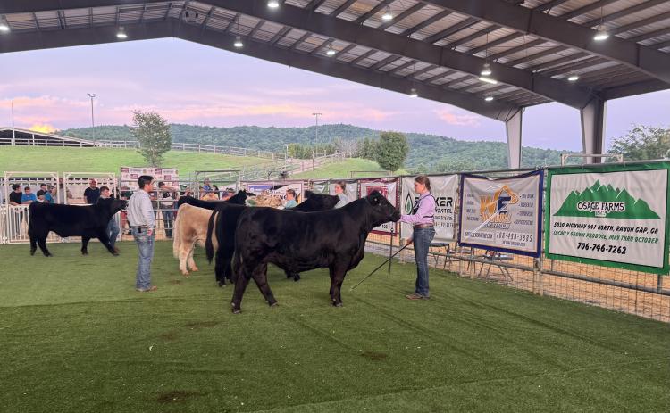 Photo courtesy of Rabun County FFA.  Rabun County FFA member Brylie Justice placed fourth in market while exhibiting her Angus steer named Hershey.