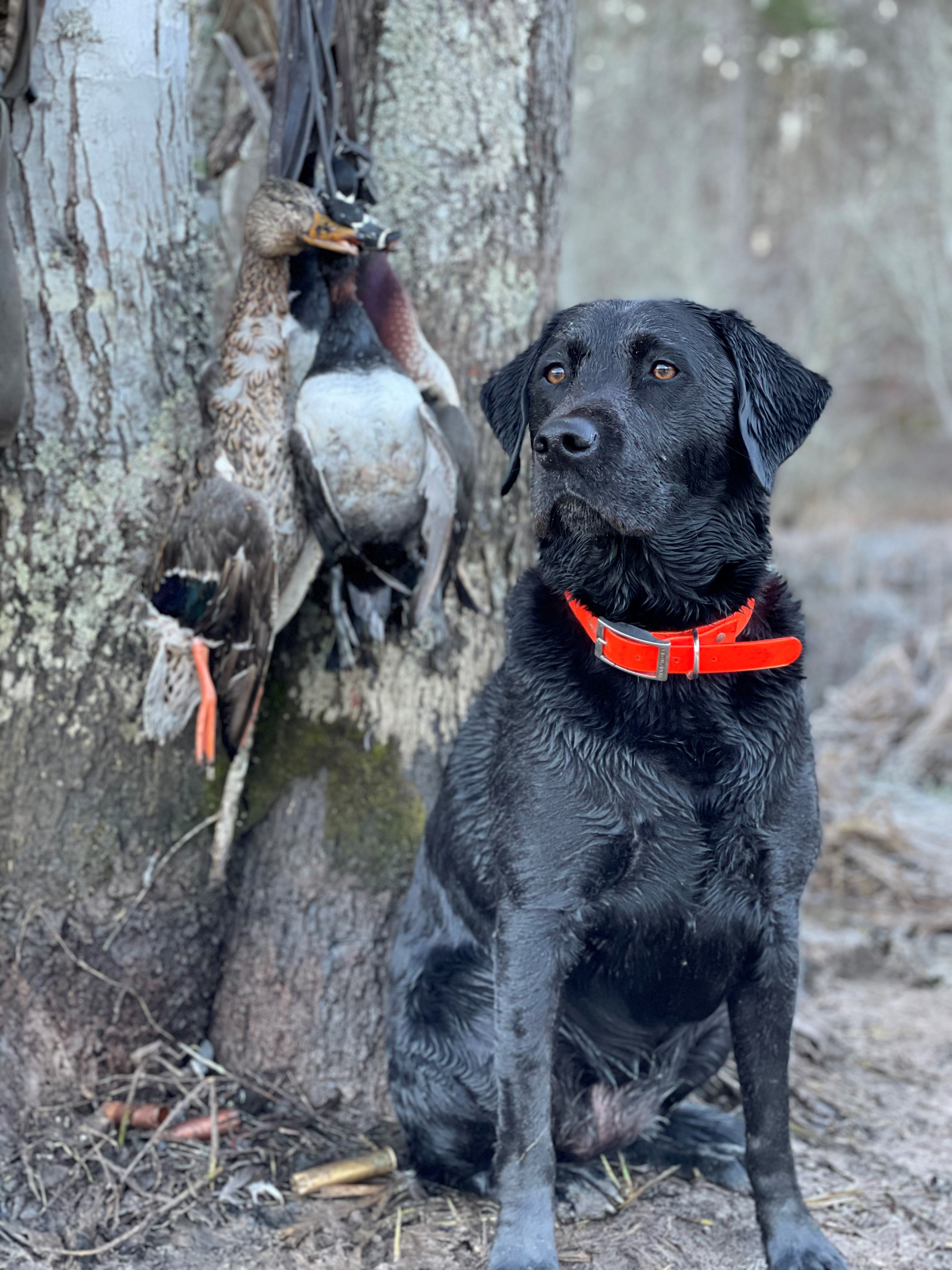Submitted photo. Waterfowl hunting in Georgia begins on Saturday, Nov. 19.