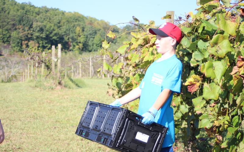Tristan Tidwell carries a box of grapes that he picked with the Harvest of Hope retreat group in Tiger last Saturday. 