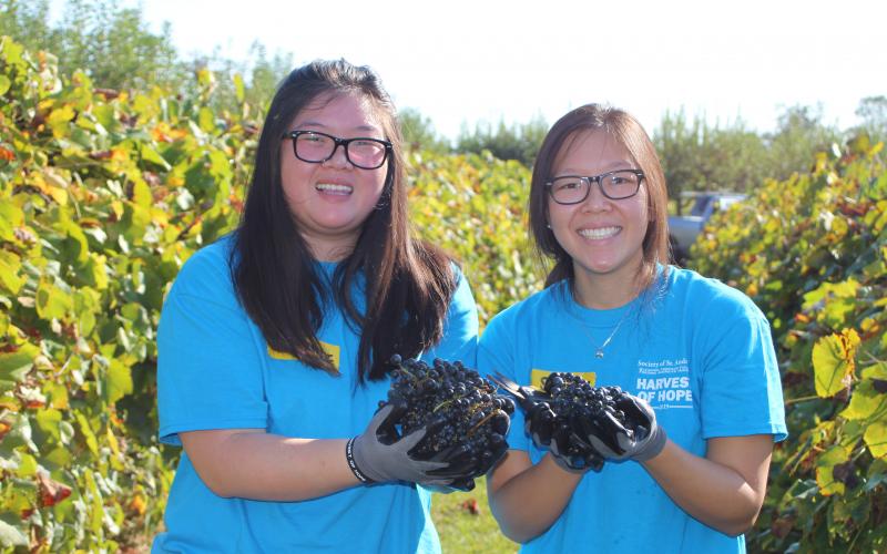 Megan Broome/The Clayton Tribune. Stephanie Chan, left, and Sharon Chan pick grape clusters in Tiger last Saturday to donate to the Food Bank of Northeast Georgia as part of the Society of St. Andrew Harvest of Hope retreat. A group of 25 people stayed at the Pinnacle Retreat Center in Clayton for a faith-based, immersive experience into hunger. 
